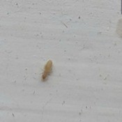 Identifying a Household Bug - long tannish bug