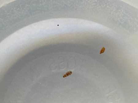 What Are These Bugs?