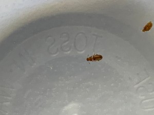 What Are These Bugs? - longish brown bugs