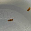 What Are These Bugs? - longish brown bugs