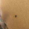 Identifying Household Bugs - bug on fabric