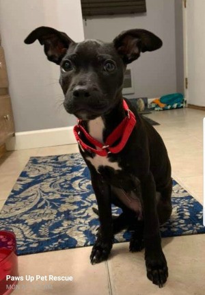 What Breed Is My Dog? - black puppy with white on chest