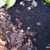 Mystery Black Insect Eggs or Fungus on Soil in Garden - what appears to be black insect eggs under ivy geraniums