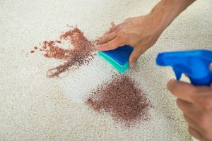 Hands cleaning a stain on a carpet.