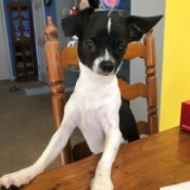 What is Chico Mixed With? - small black and white dog