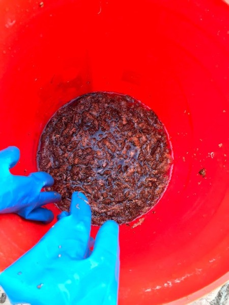 DIY Staghorn Fern Mount - hydrate some moss in water