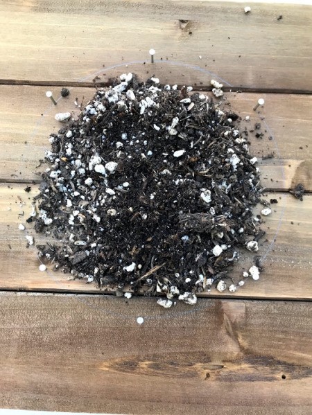 DIY Staghorn Fern Mount - lay some soil inside the circle