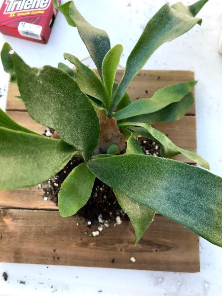DIY Staghorn Fern Mount - remove fern from the pot and loosen the roots