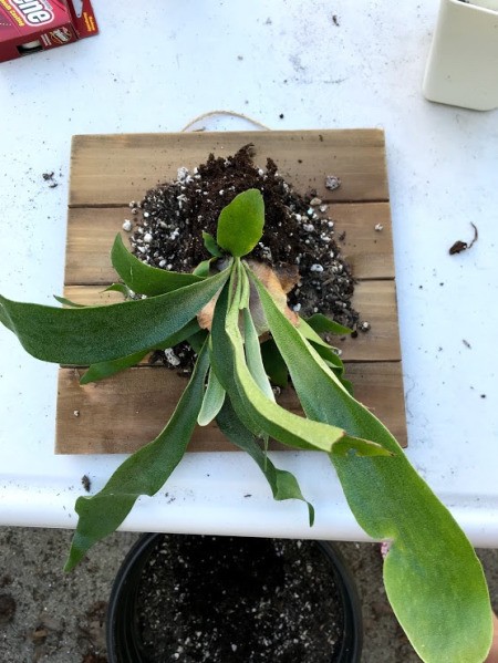 DIY Staghorn Fern Mount - retain some of its soil