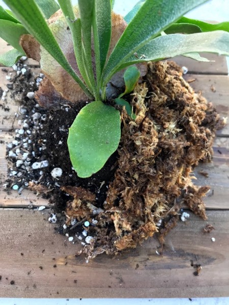 DIY Staghorn Fern Mount - pack moss around the plant