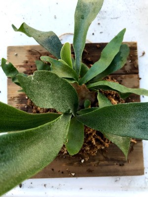 DIY Staghorn Fern Mount