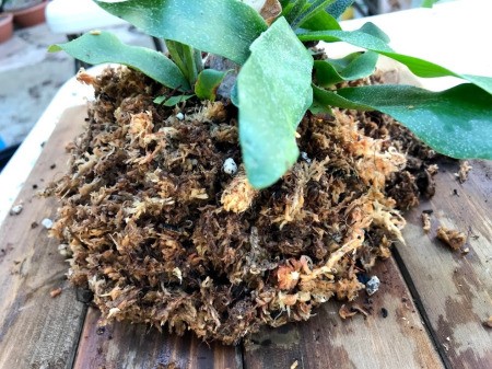 DIY Staghorn Fern Mount - cover all of the roots and soil