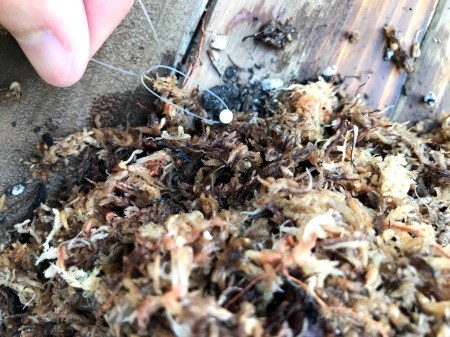 DIY Staghorn Fern Mount - tie line to a nail