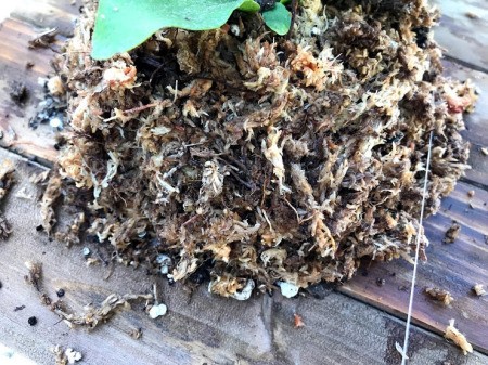 DIY Staghorn Fern Mount - wrap all of the way around to secure fern to the mount