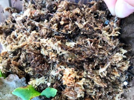 DIY Staghorn Fern Mount - wrapping around and across, tie off