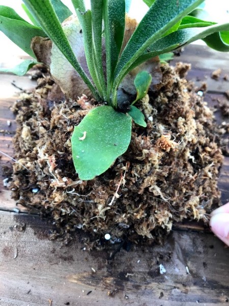 DIY Staghorn Fern Mount