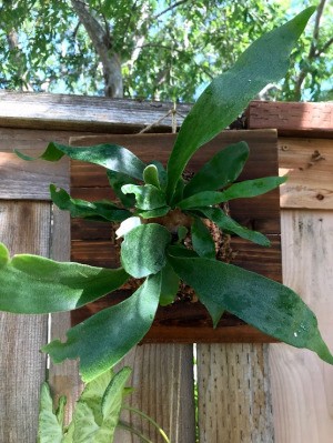 DIY Staghorn Fern Mount - mounted fern hanging on a wood fence