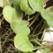 Identifying a Houseplant - light green heart shaped leaves