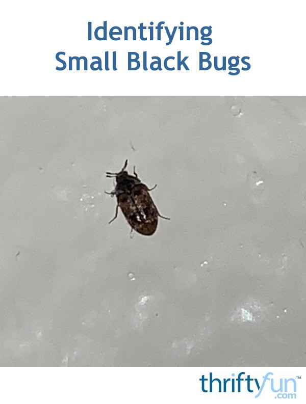 Identifying Small Black Bugs? | ThriftyFun