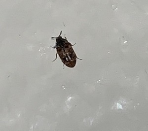 Identifying Small Black Bugs - bug on shower wall