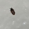 Identifying Small Black Bugs - bug on shower wall