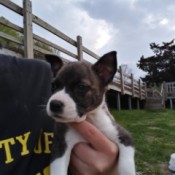 Is My Dog a Full Blooded Pit Bull? - brown brindle and white puppy