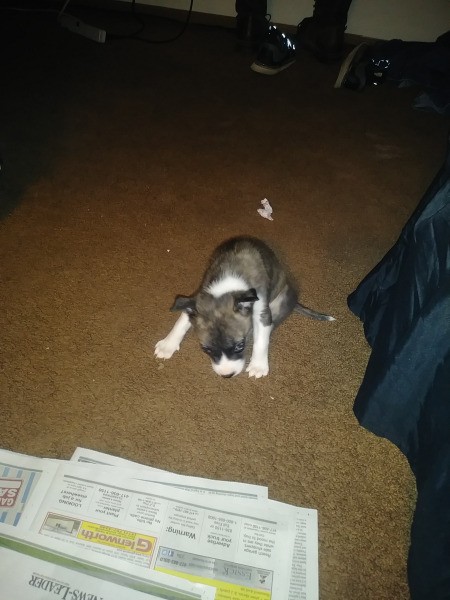 Is My Dog a Full Blooded Pit Bull?