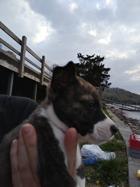 Is My Dog a Full Blooded Pit Bull?