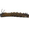 Spiny oakworm moth caterpillar