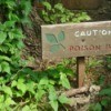 Caution Poison Ivy sign surrounded by growing Toxicodendron radicans.