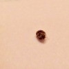 Identifying Tiny Biting Bugs - tan and brown bug