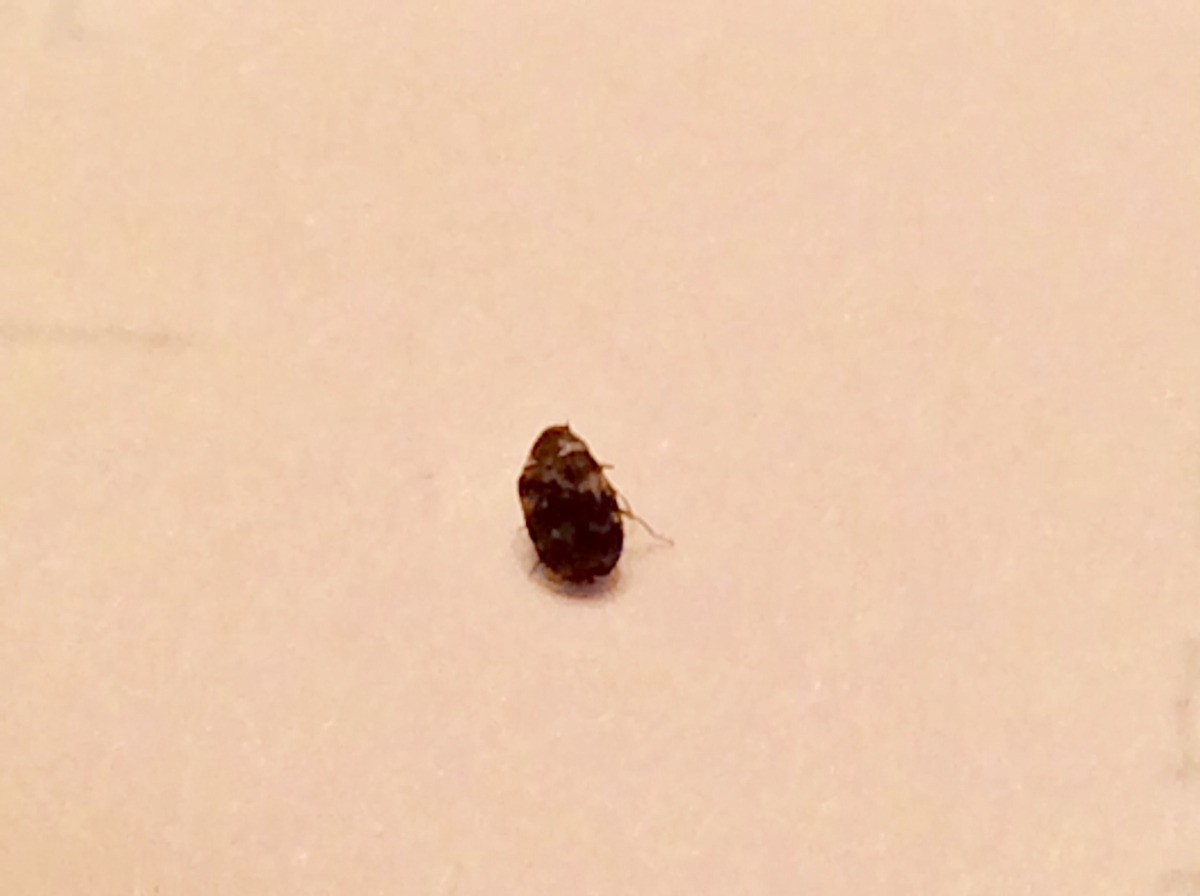 Little Black Bugs In Carpet That Bite Bios Pics   Identifying Tiny Biting Bugs 1 X3 