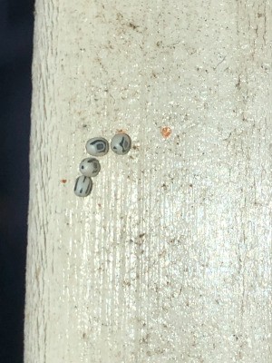Identifying Insect Eggs