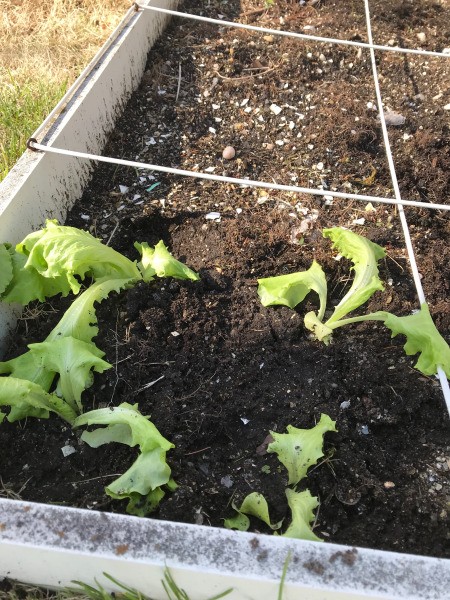 Winter Sown Lettuce - leaf lettuce in a raised bed