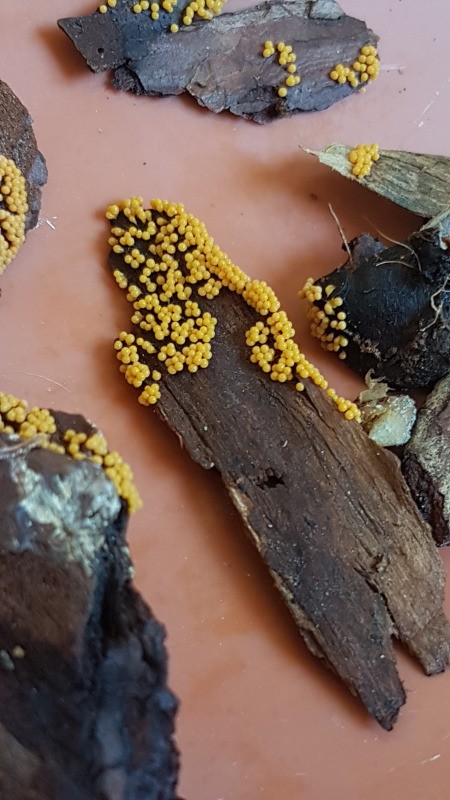 Identifying Insect Eggs | ThriftyFun