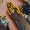 Identifying Insect Eggs - small round yellow insect eggs