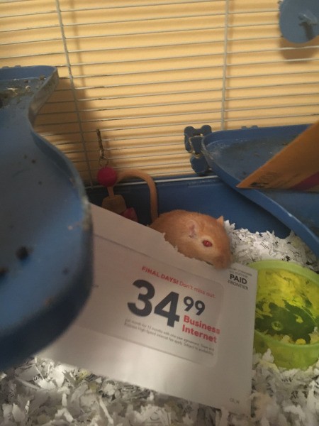 Using Shredded Junk Mail as Gerbil Bedding - gerbil nibbling junk mail