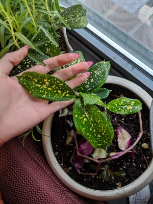 Identifying a Houseplant - gold dust plant