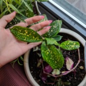 Identifying a Houseplant - gold dust plant