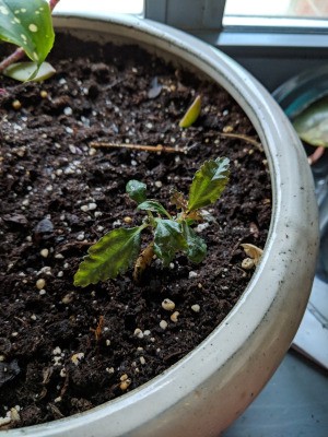 Identifying a Houseplant - tiny plant in ceramic pot