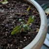 Identifying a Houseplant - tiny plant in ceramic pot