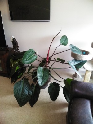 What Plant Is This? - larger houseplant with dark green heavily veined leaves