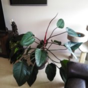 What Plant Is This? - larger houseplant with dark green heavily veined leaves