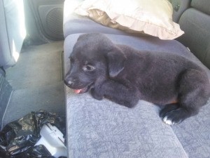 Is My Puppy a Full Blooded Pit Bull? - black puppy on the seat of a car