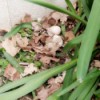 Found 2 Duck Eggs - eggs in the garden