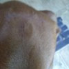 Redbone Coonhound Puppy Has a Knot on His Head - bump