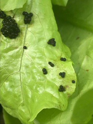 Identifying Insect Eggs - small black eggs