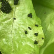 Identifying Insect Eggs - small black eggs