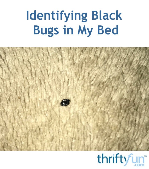 Identifying Black Bugs in My Bed? ThriftyFun