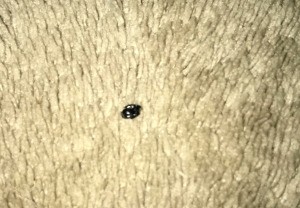 Identifying Black Bugs in My Bed - unclear photo of a black bug